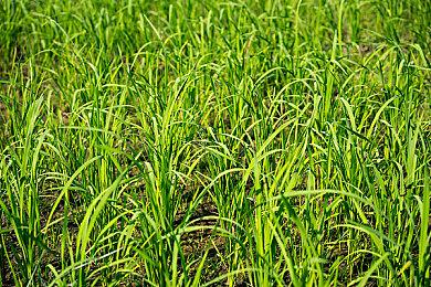 Bungie工作室换帅 23年老将Pete Parsons宣布离开